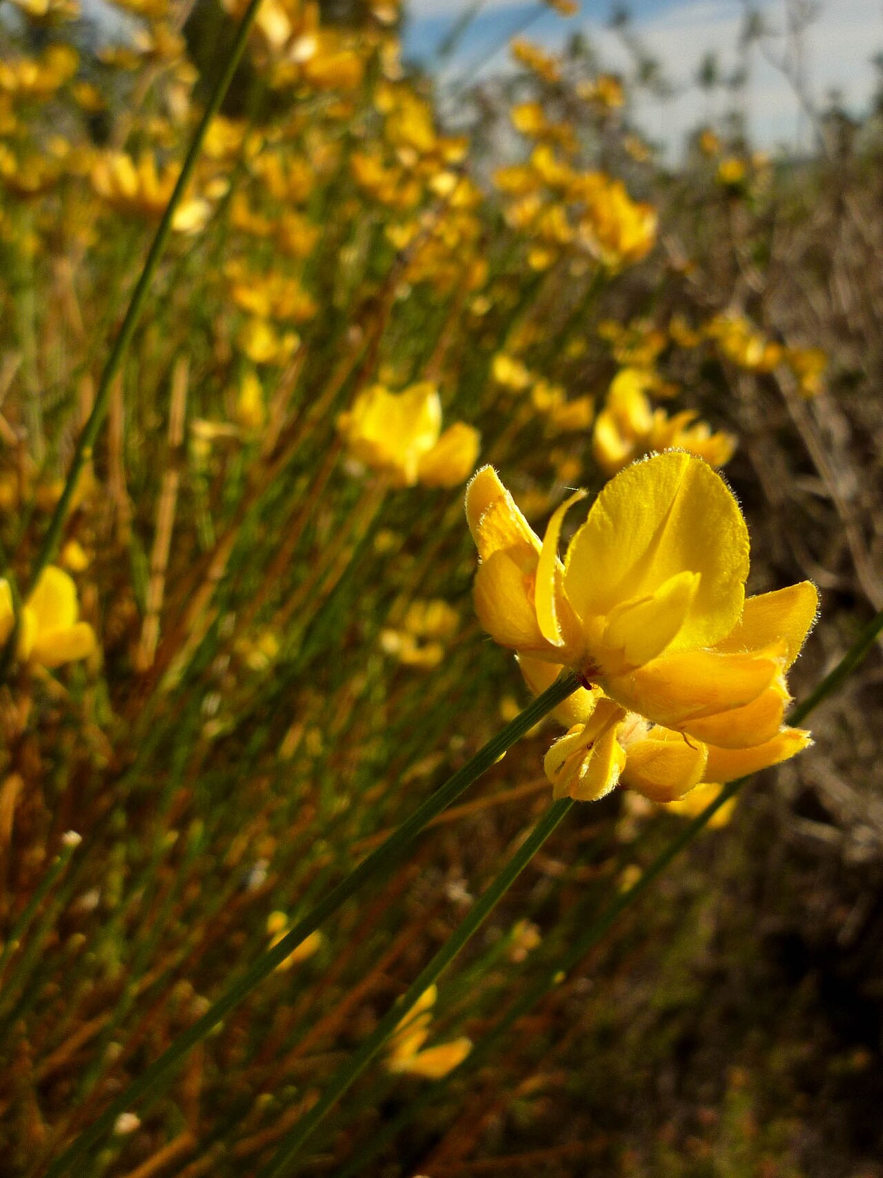 Genista umbellata
