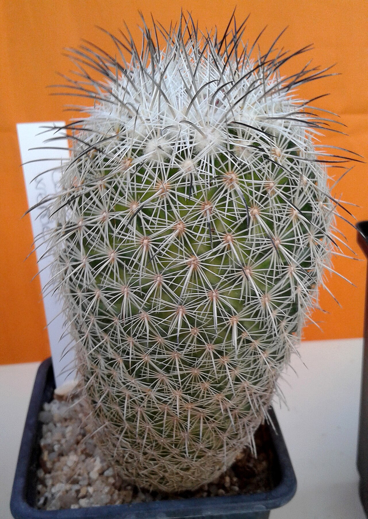 Coryphantha werdermannii