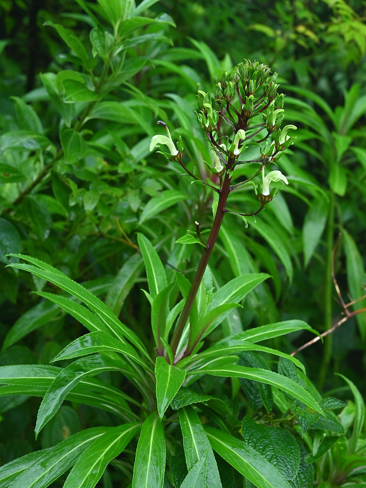 Lobelia digitalifolia