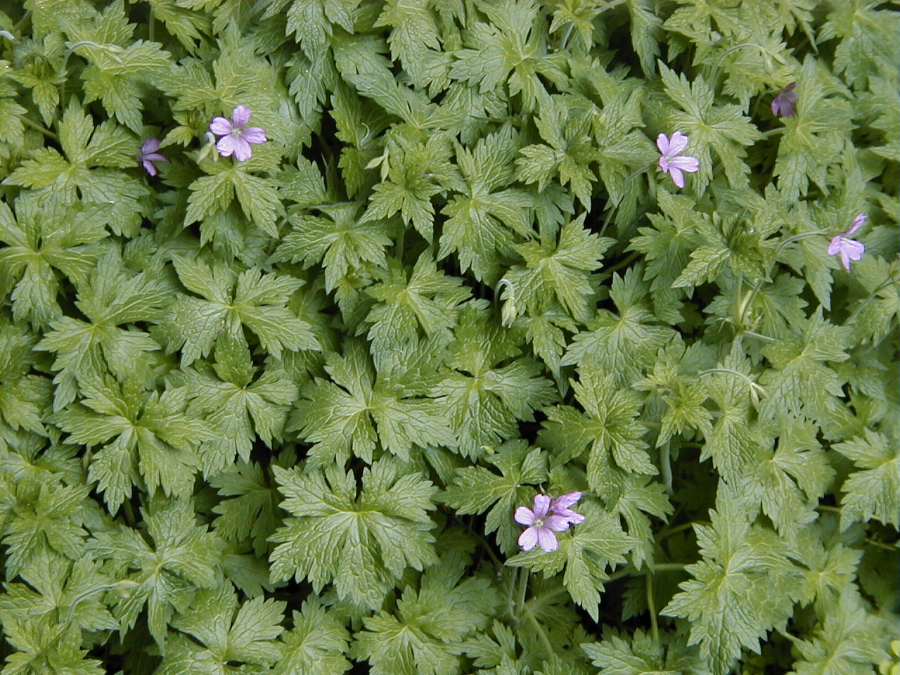Geranium endressii