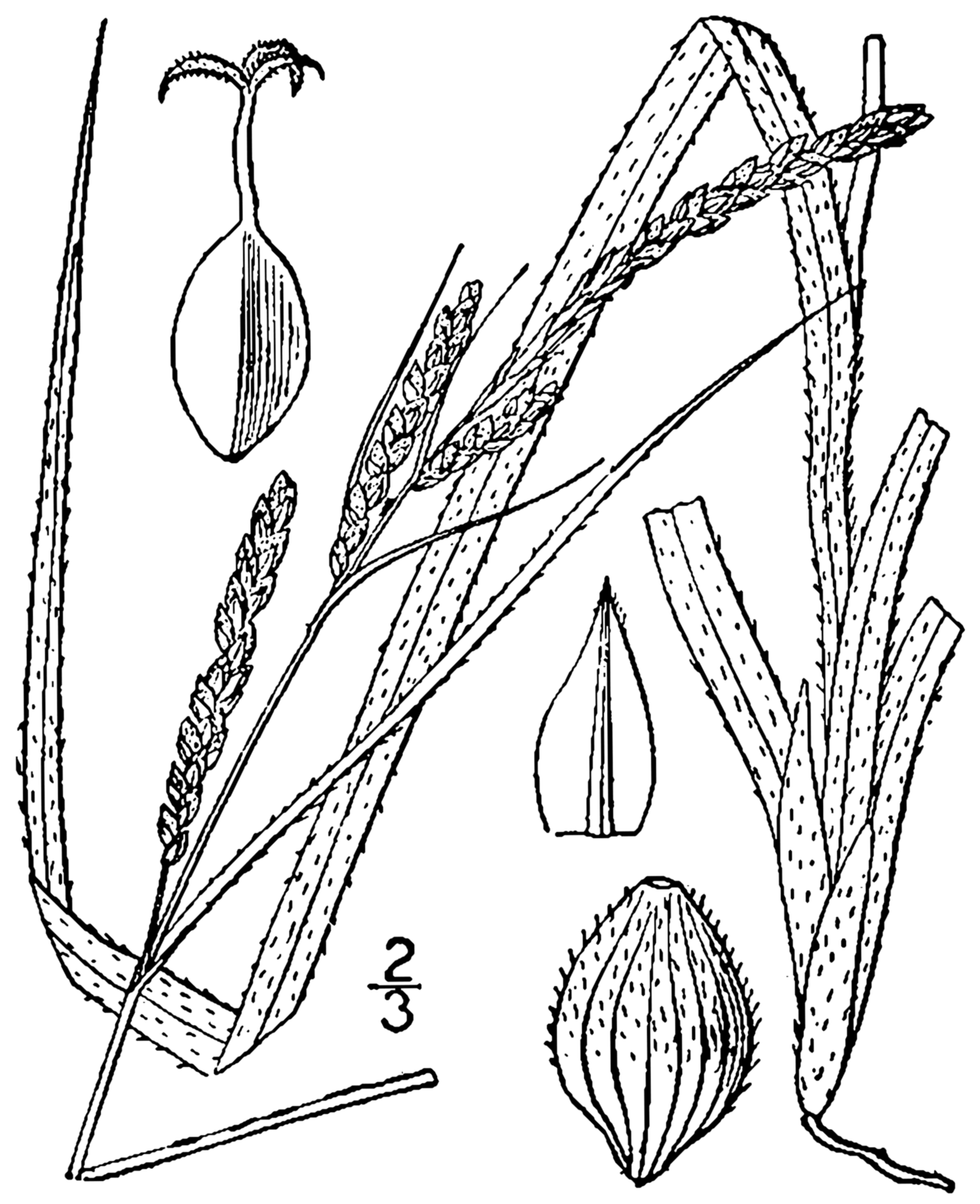 Carex virescens