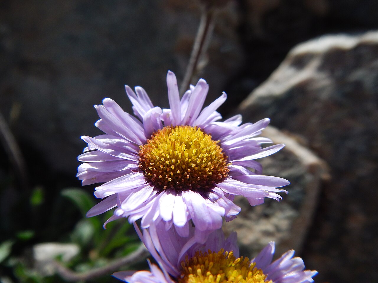 Erigeron algidus