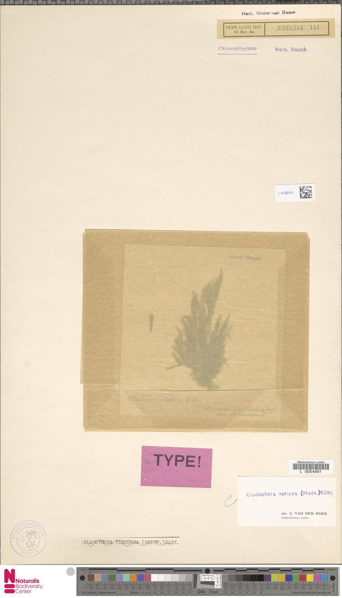Cladophora sericea