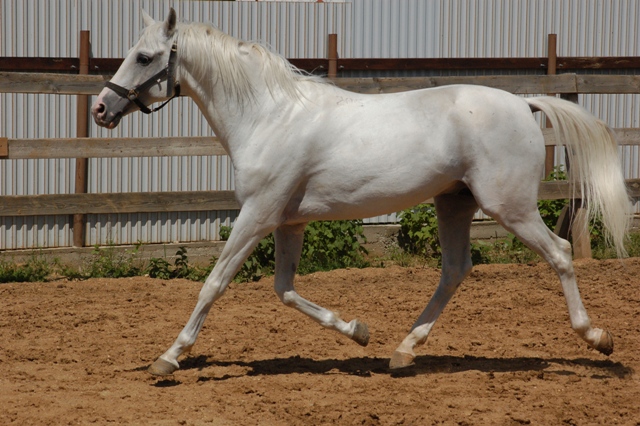 Tersk horse