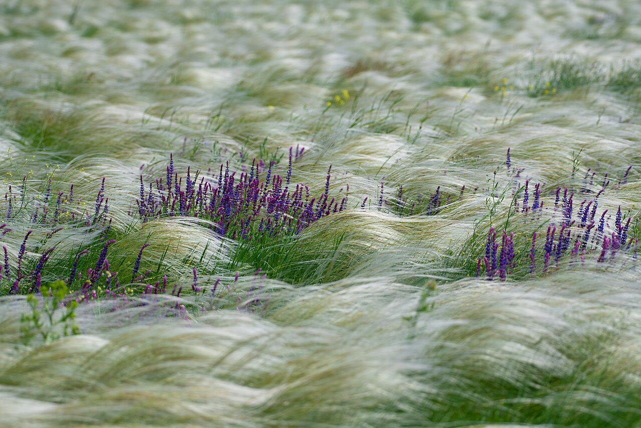Salvia nemorosa