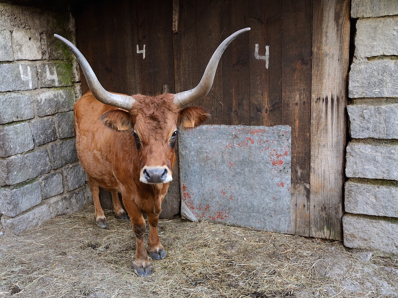 Cachena cattle