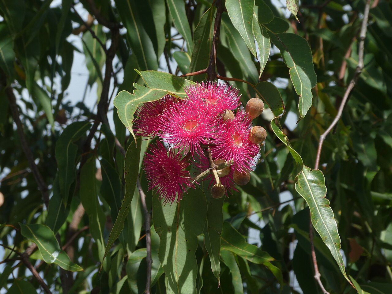 Corymbia ptychocarpa