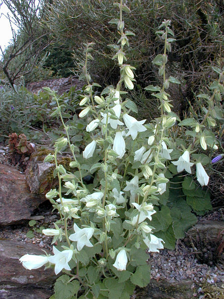 Campanula dolomitica