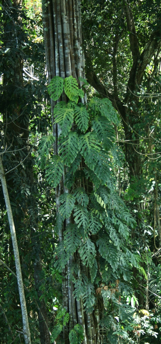 Aspidosperma excelsum