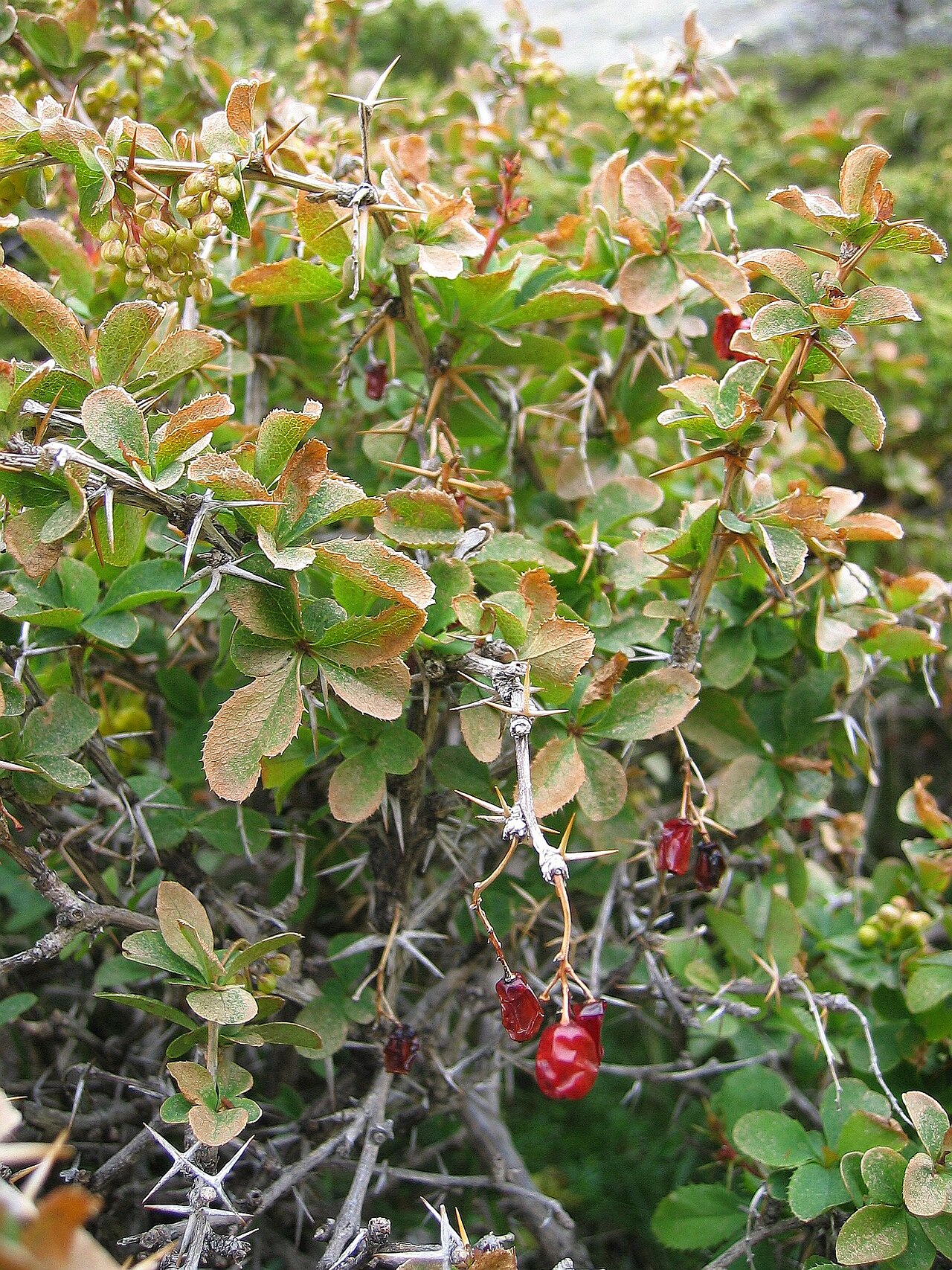 Berberis aetnensis