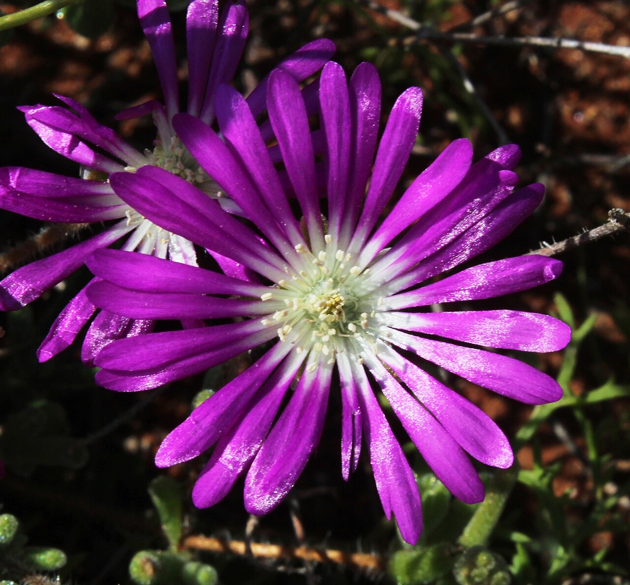 Drosanthemum oculatum