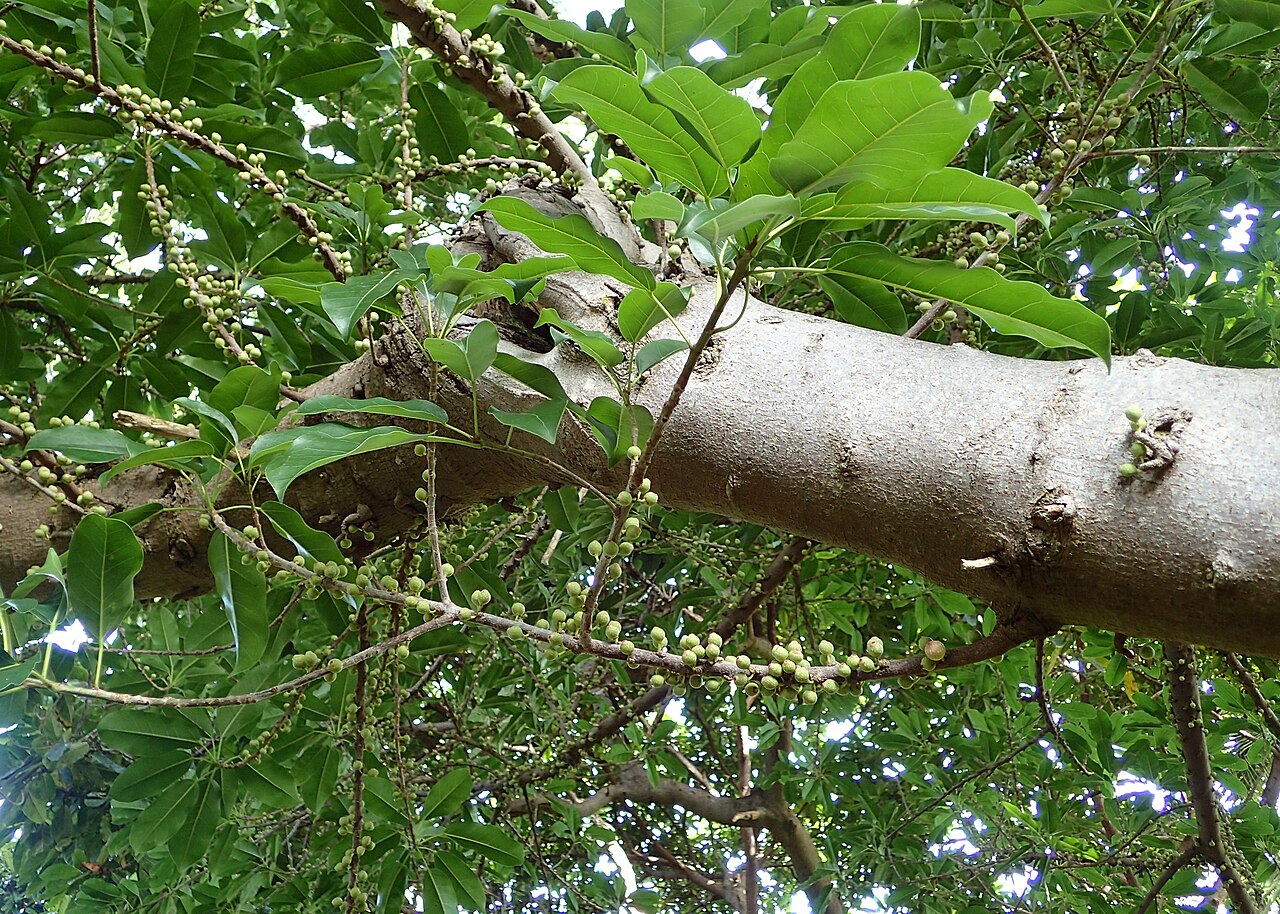 Ficus superba
