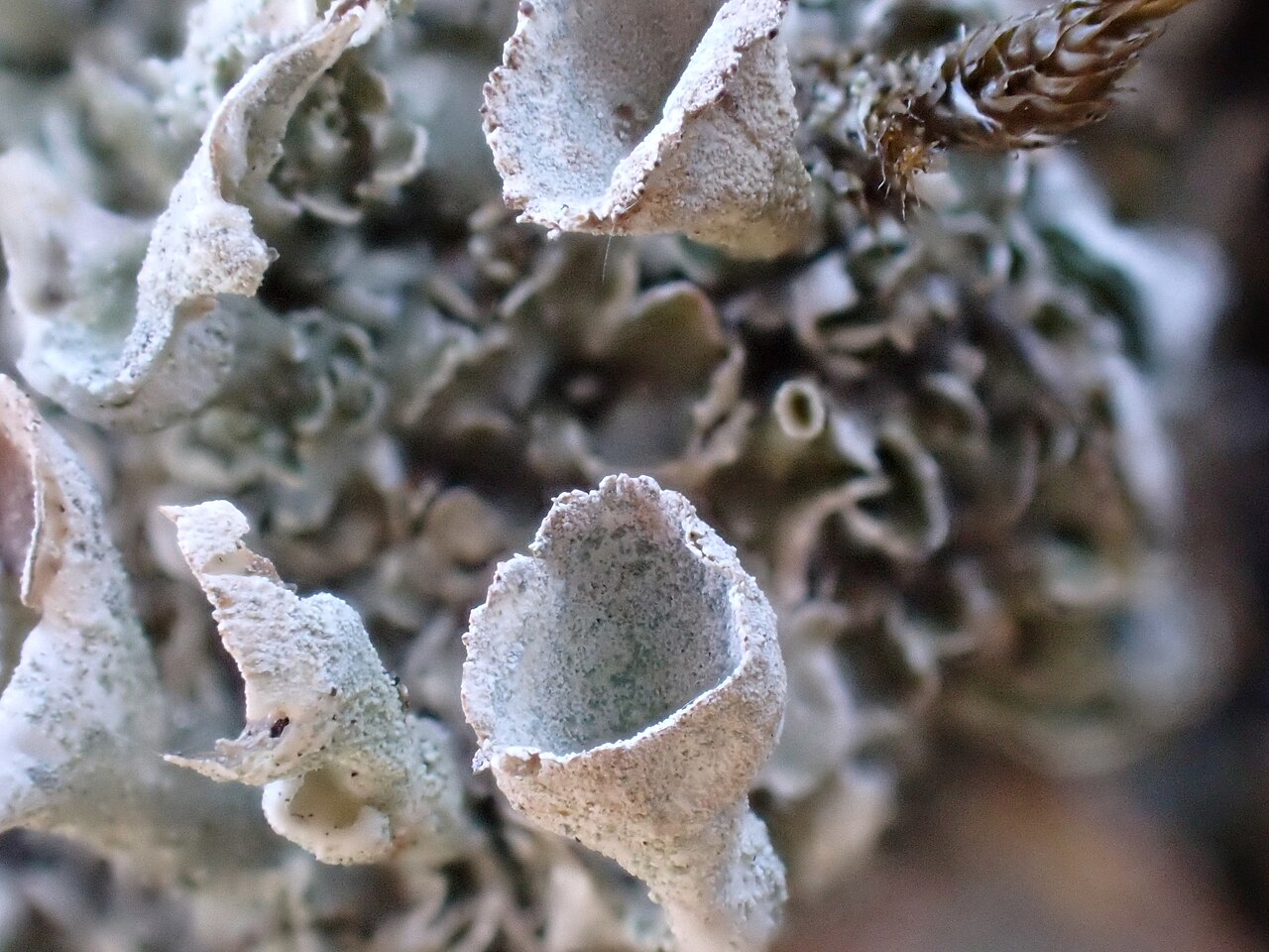 Cladonia humilis