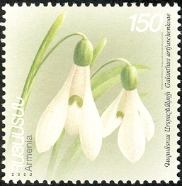 Galanthus transcaucasicus