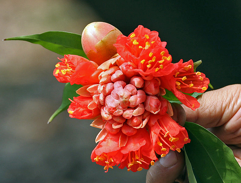 Brownea coccinea