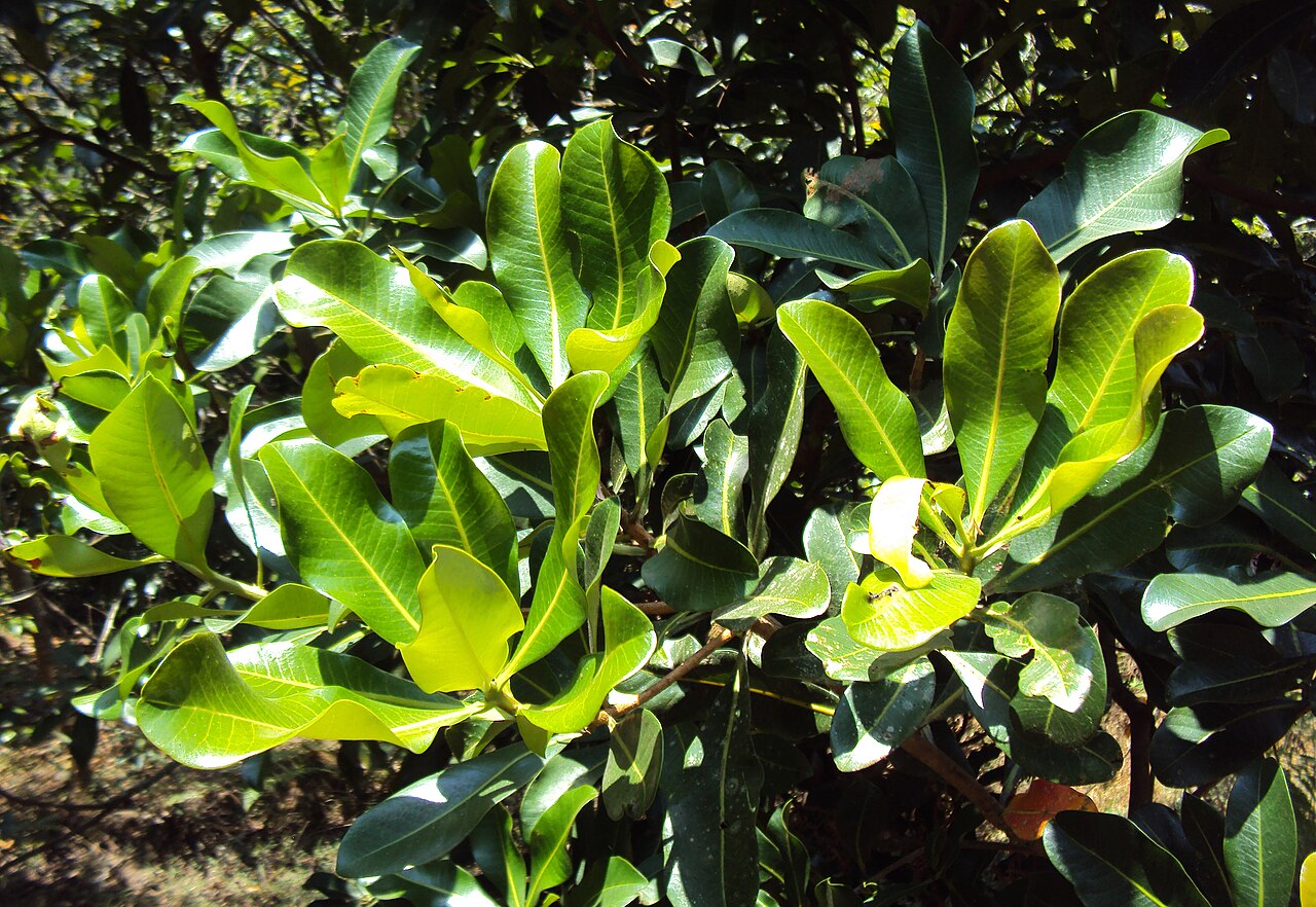 Gluta travancorica
