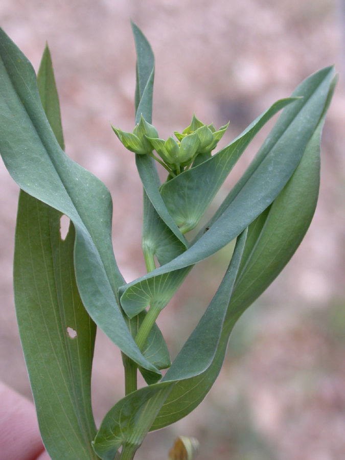 Bupleurum lancifolium