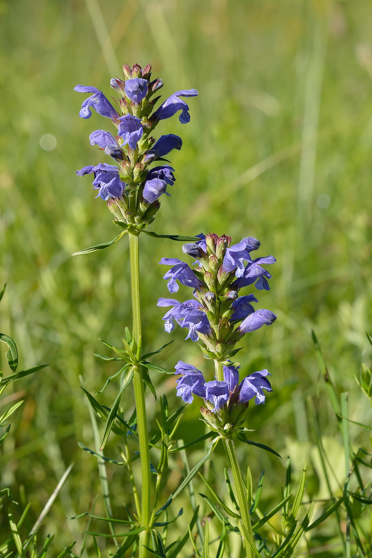Dracocephalum ruyschiana