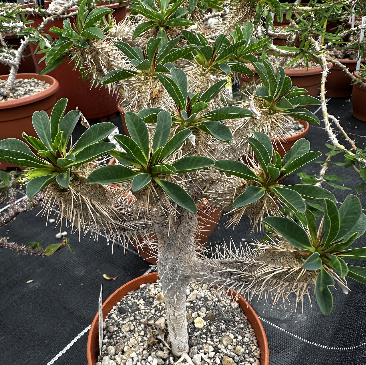 Euphorbia guillauminiana