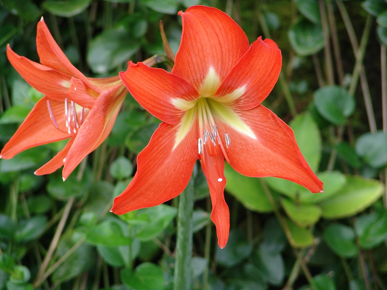 Hippeastrum reginae