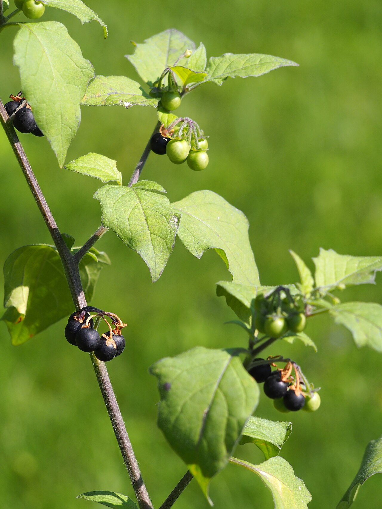 Solanum nigrum