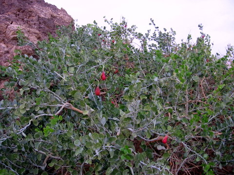 Capparis odoratissima