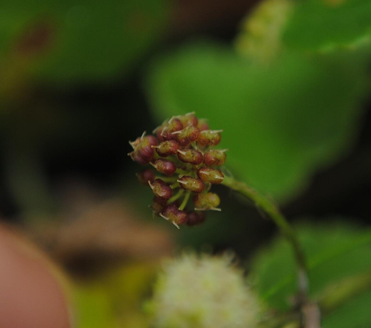 Hydrocotyle modesta