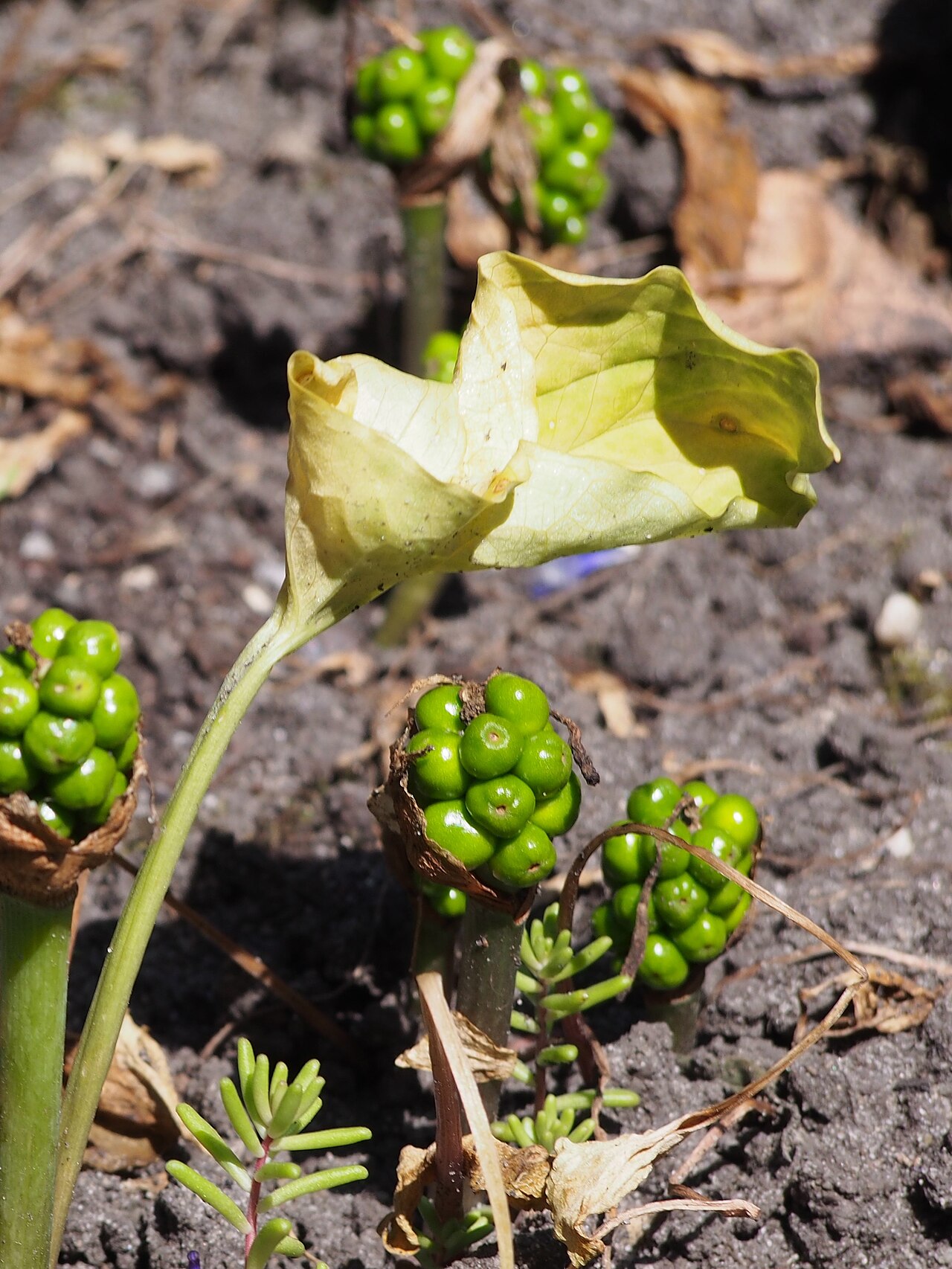 Arum cylindraceum