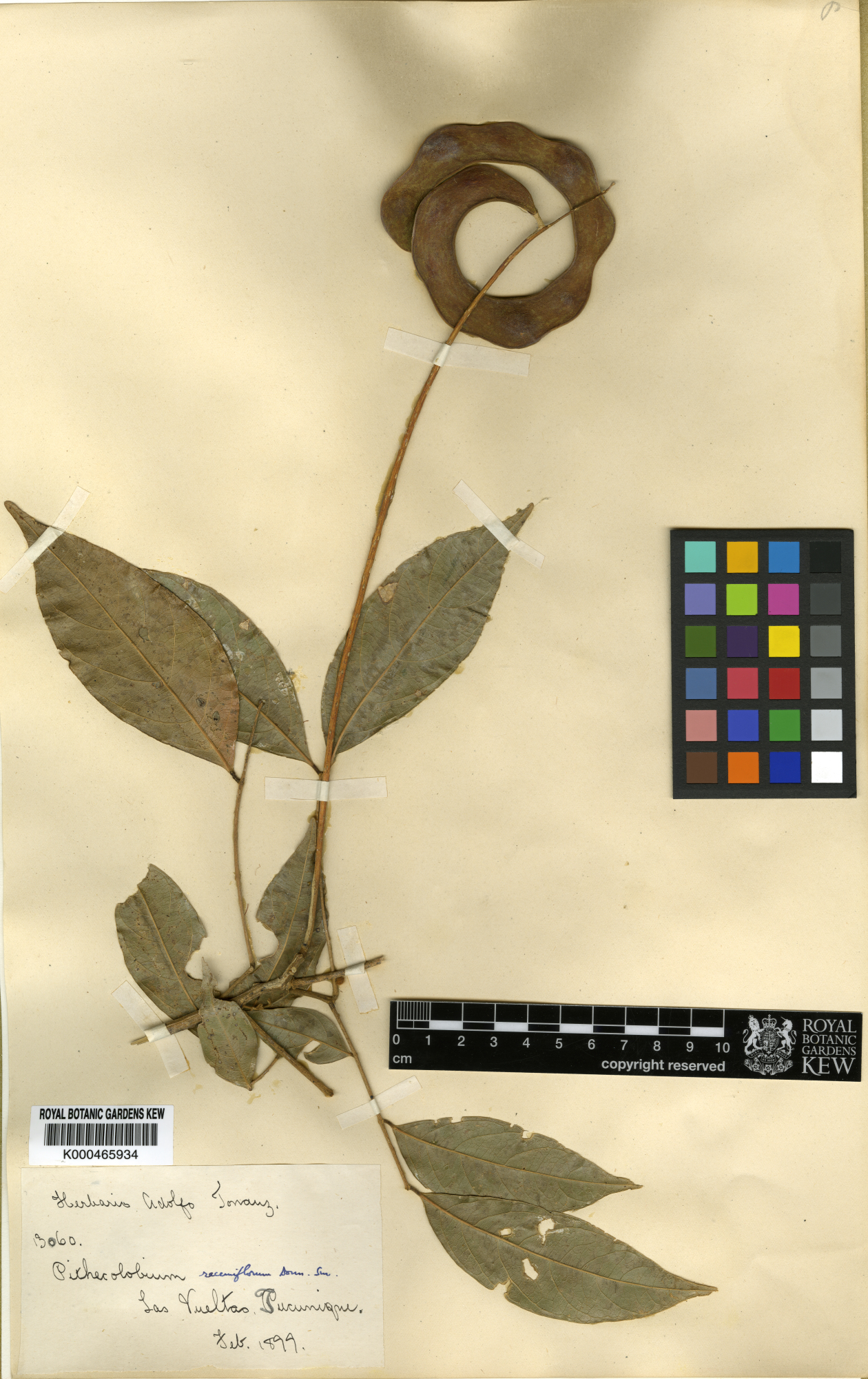 Abarema racemiflora
