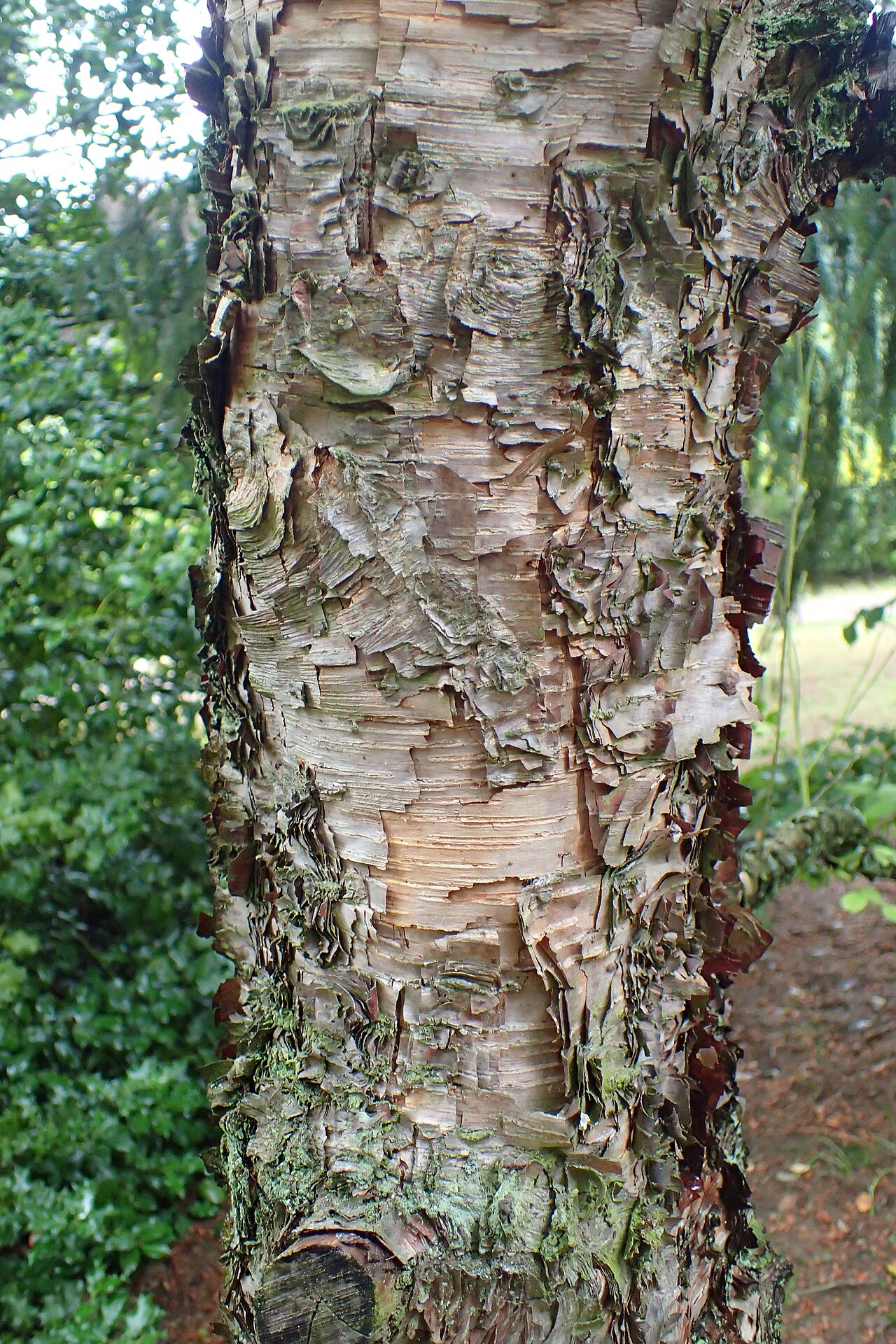 Betula dahurica