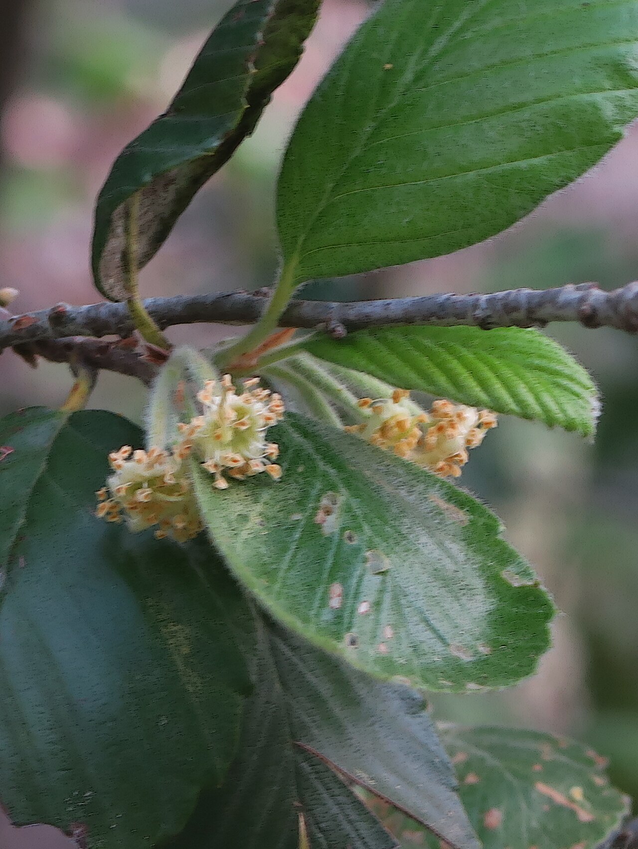 Cercocarpus traskiae