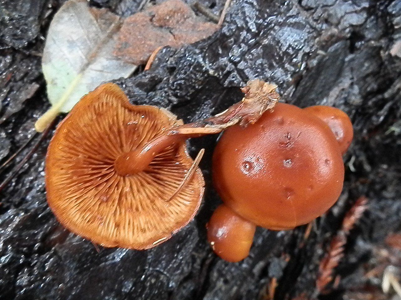 Gymnopilus croceoluteus