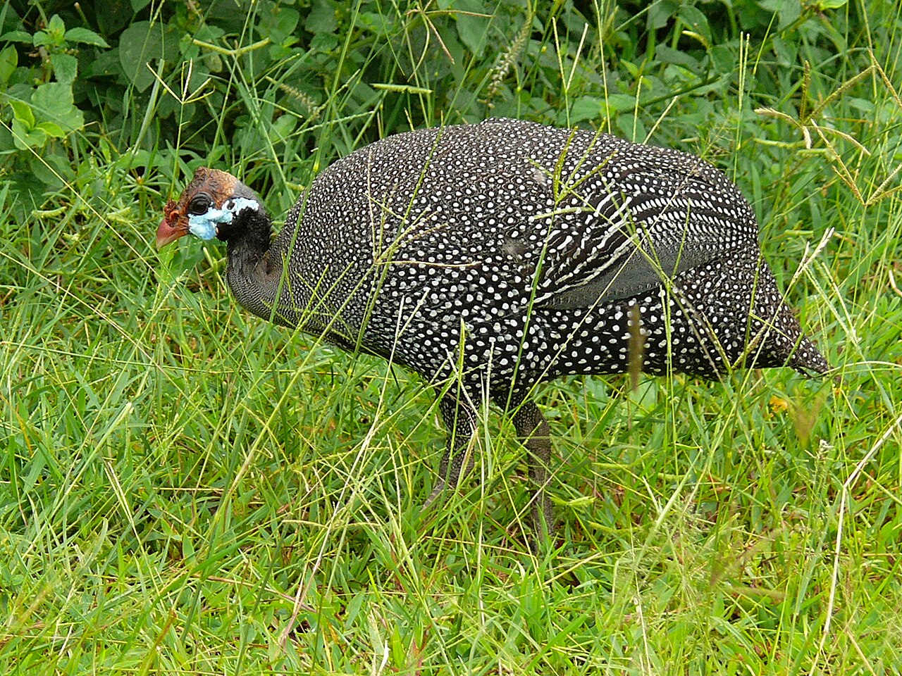 Guinea fowl