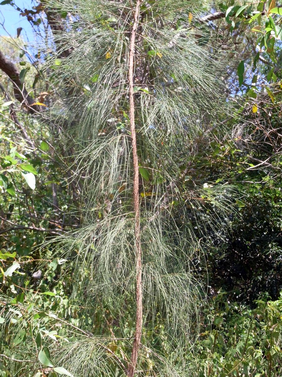 Allocasuarina portuensis