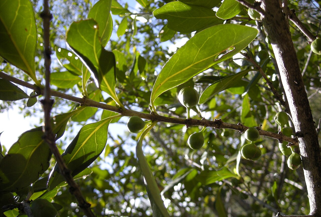 Cyclophyllum longipetalum