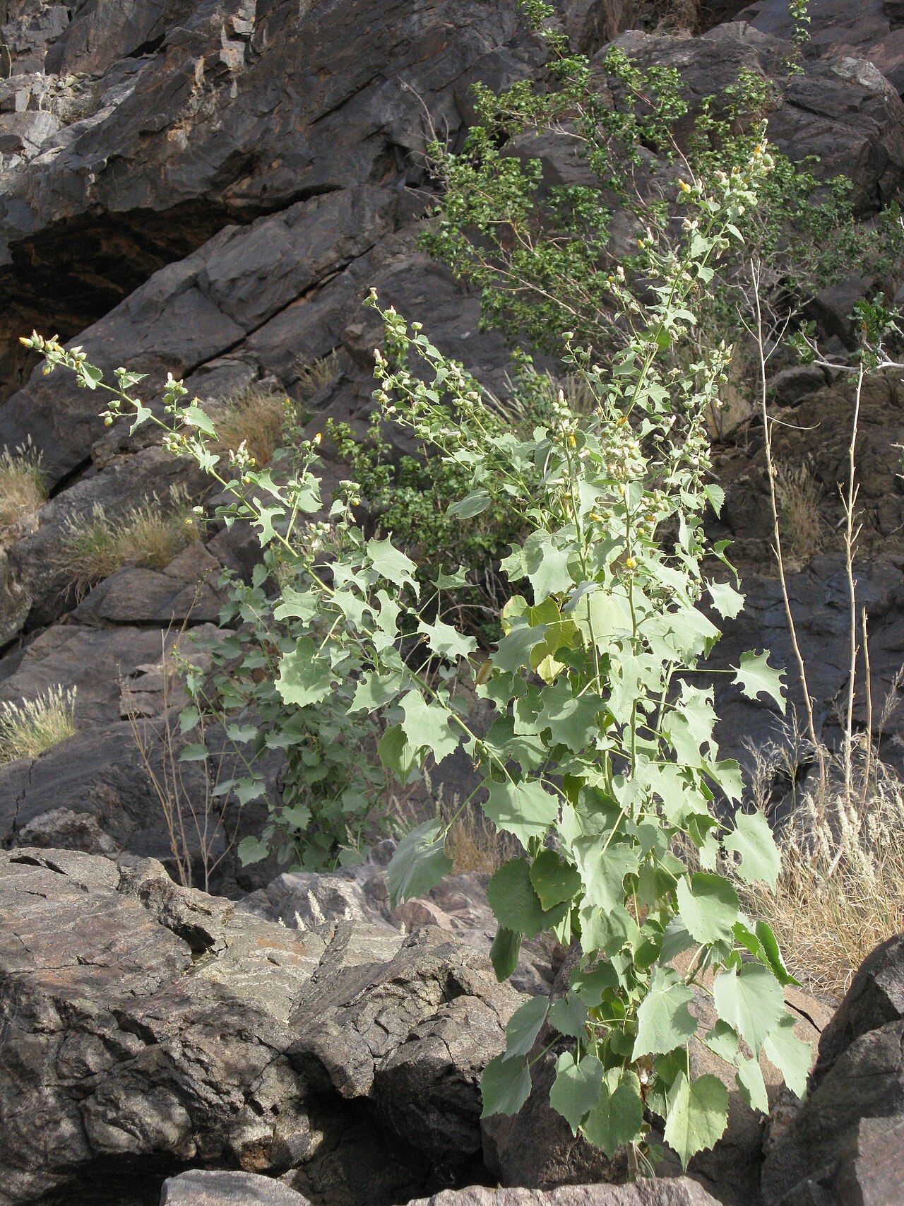 Abutilon pycnodon