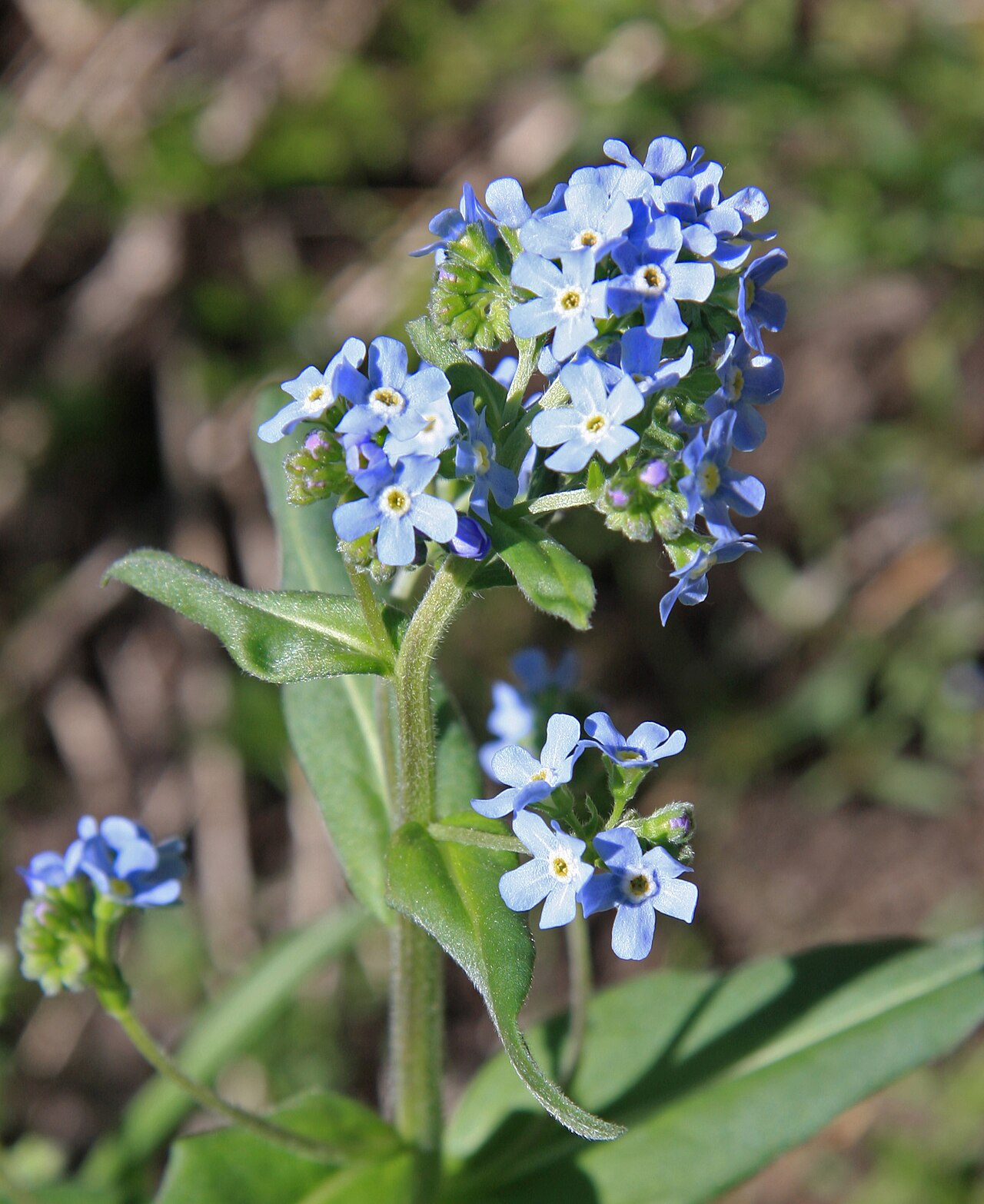 Hackelia nervosa
