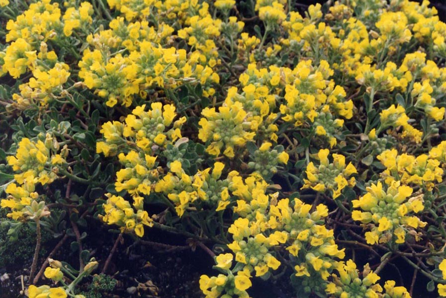 Alyssum loiseleurii
