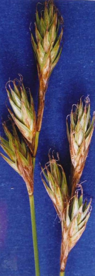 Carex petasata