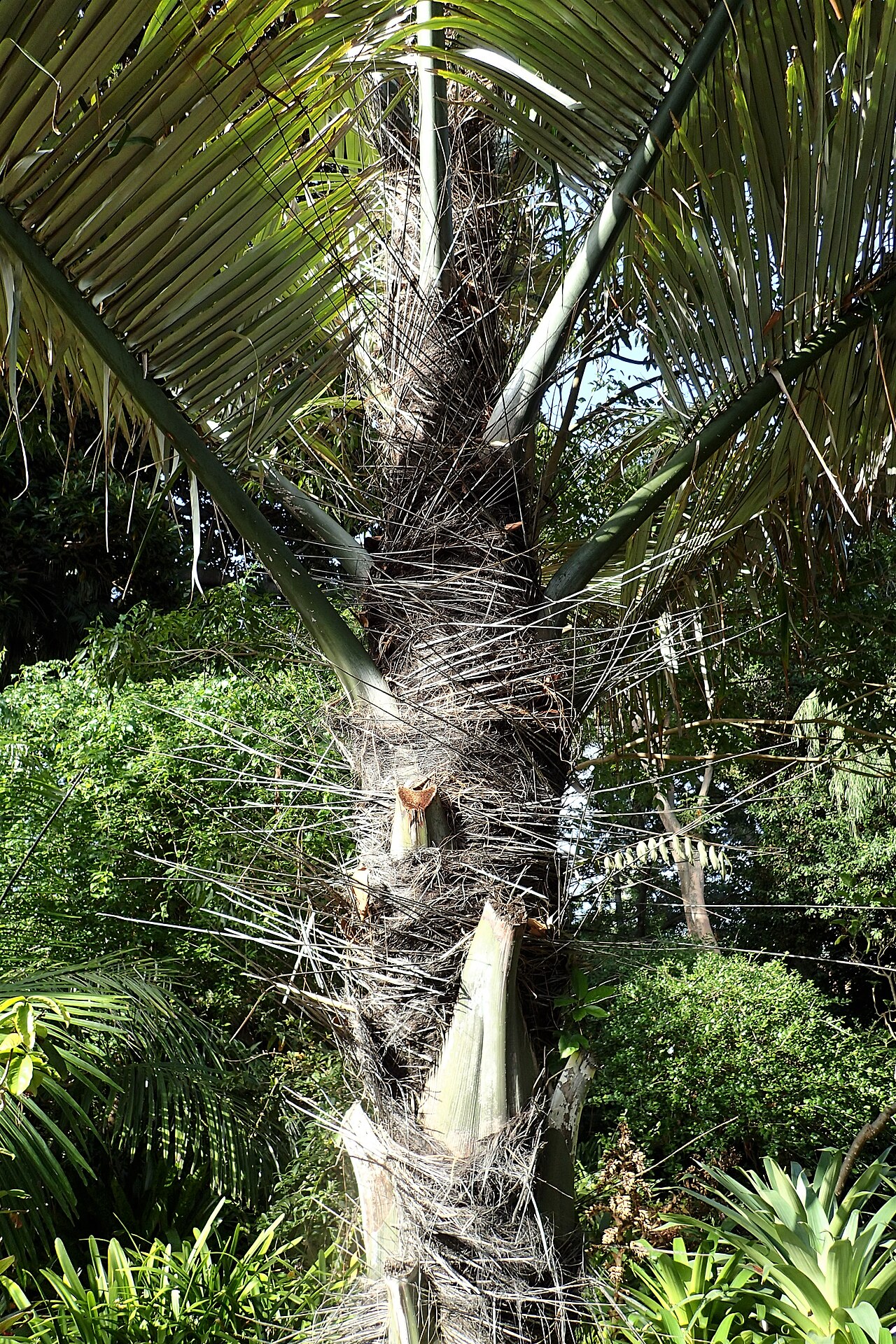 Arenga pinnata