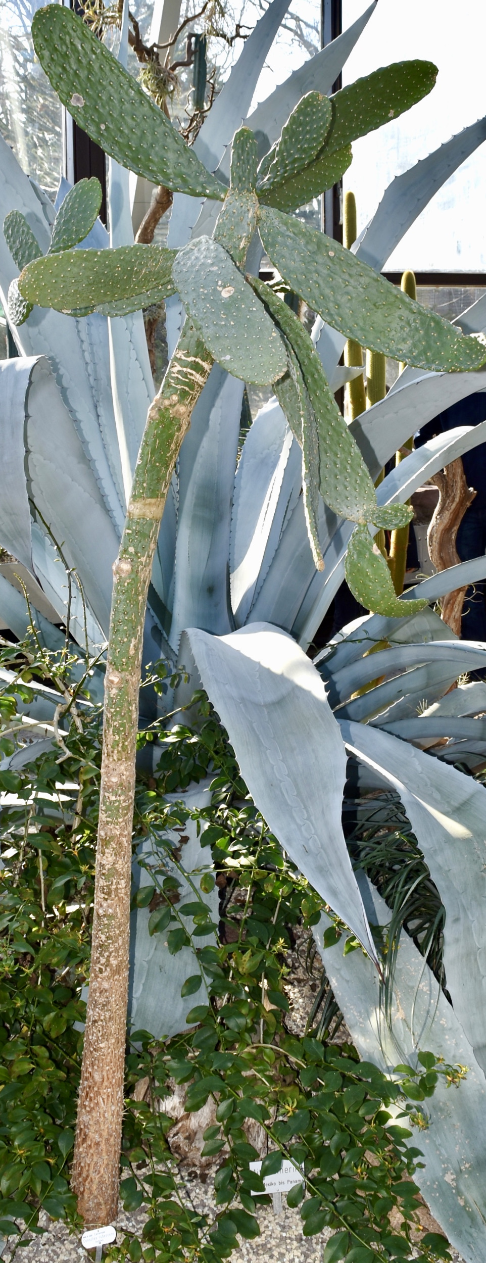 Consolea rubescens