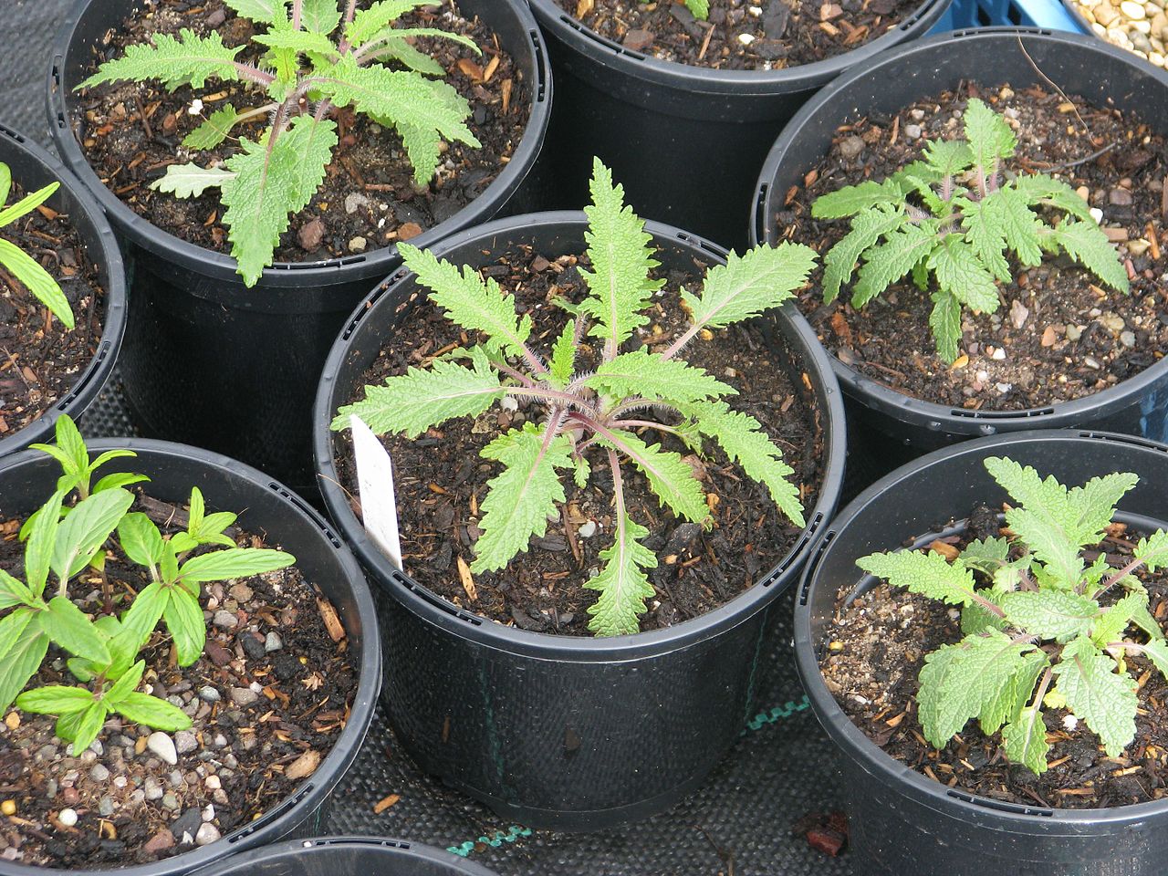 Salvia nutans