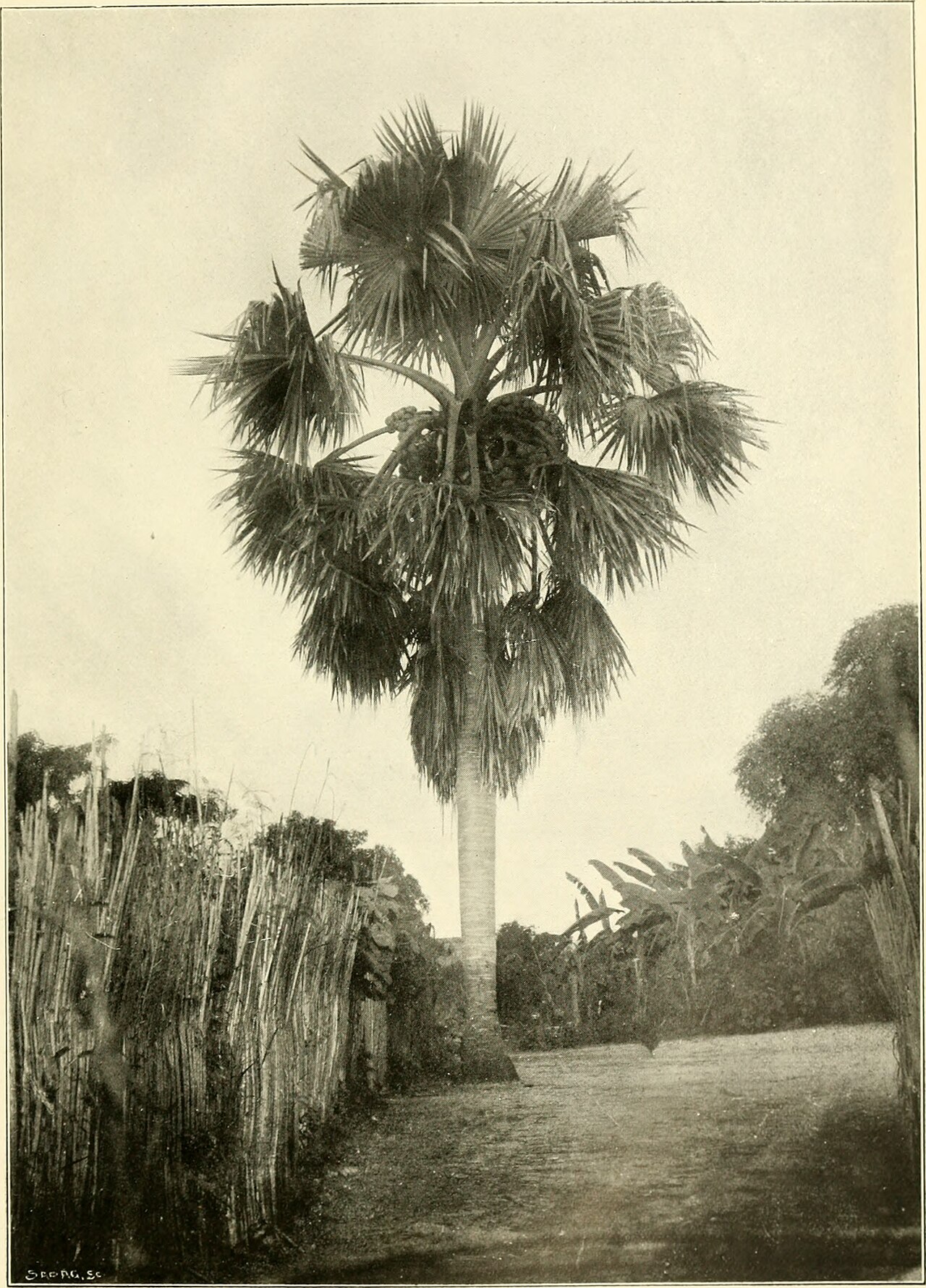 Borassus madagascariensis