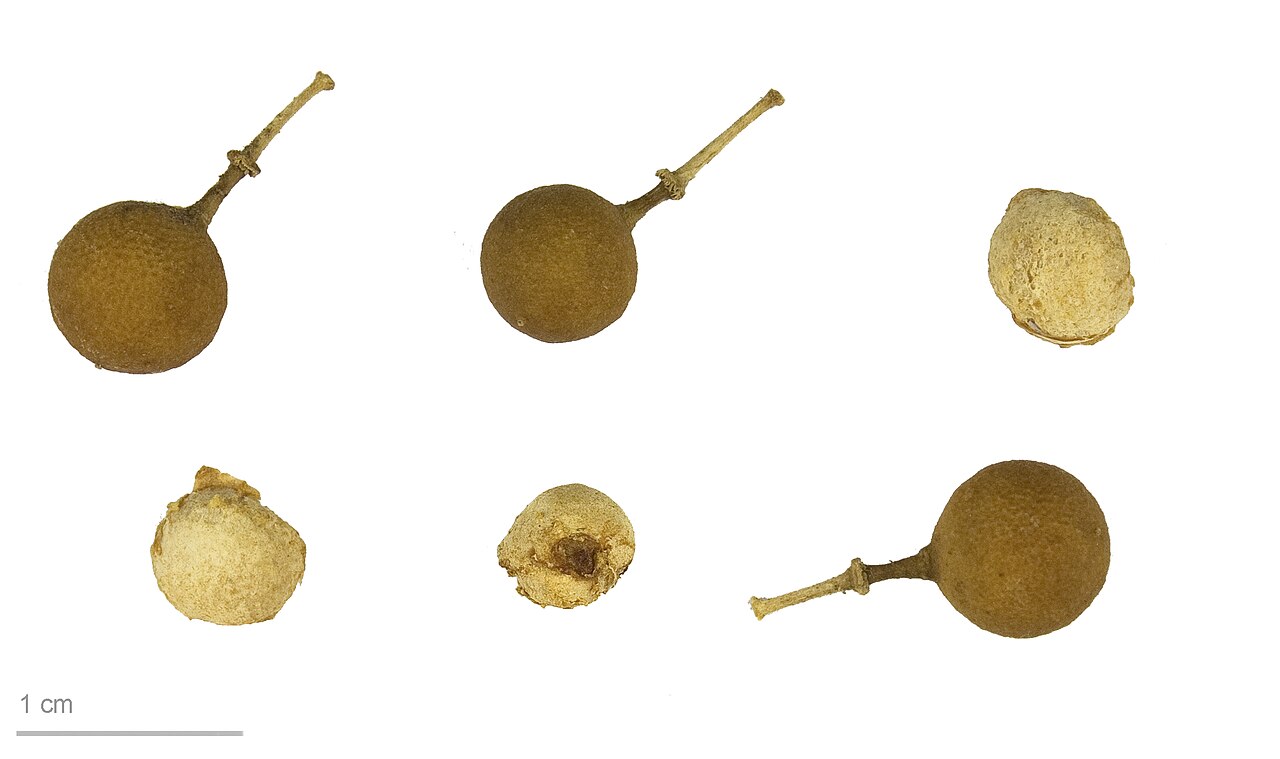 Boscia angustifolia
