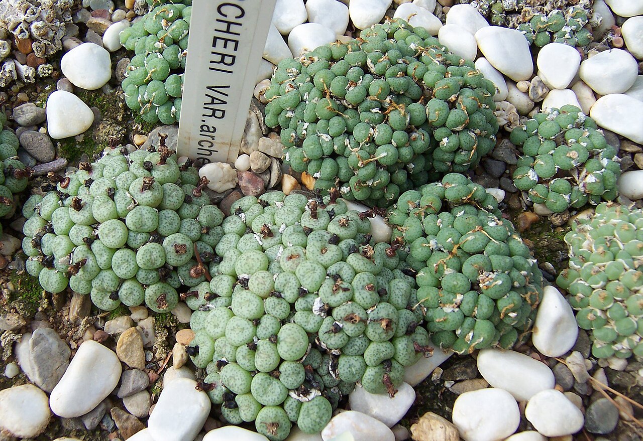 Conophytum piluliforme
