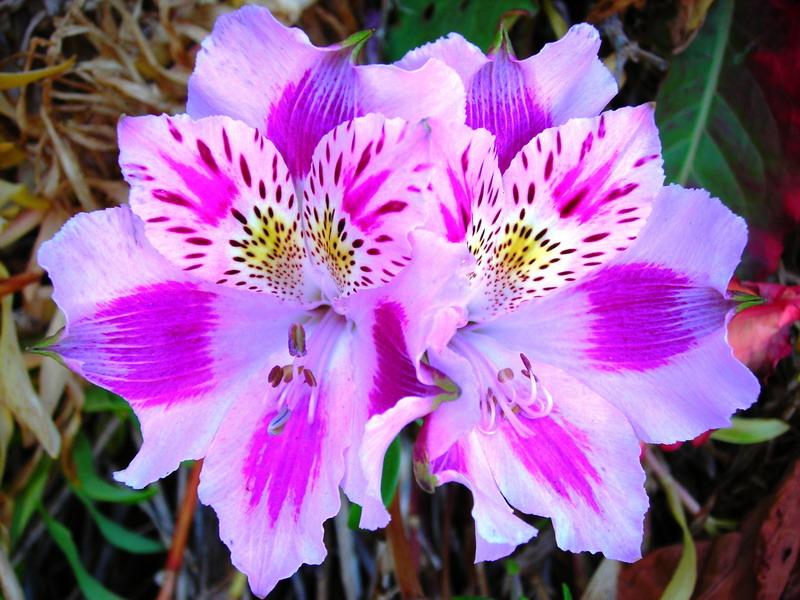 Alstroemeria pelegrina