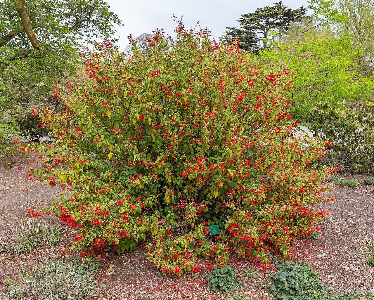 Salvia gesneriflora
