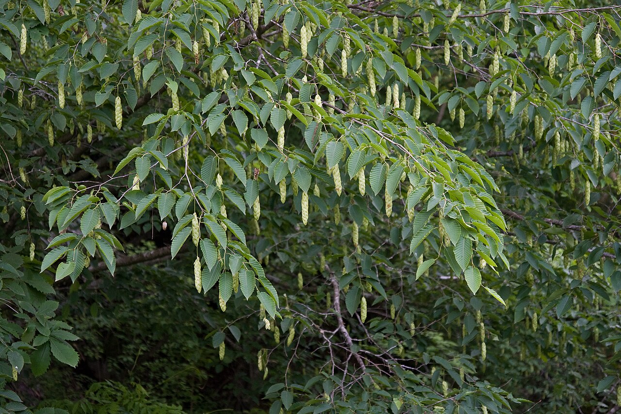 Carpinus cordata