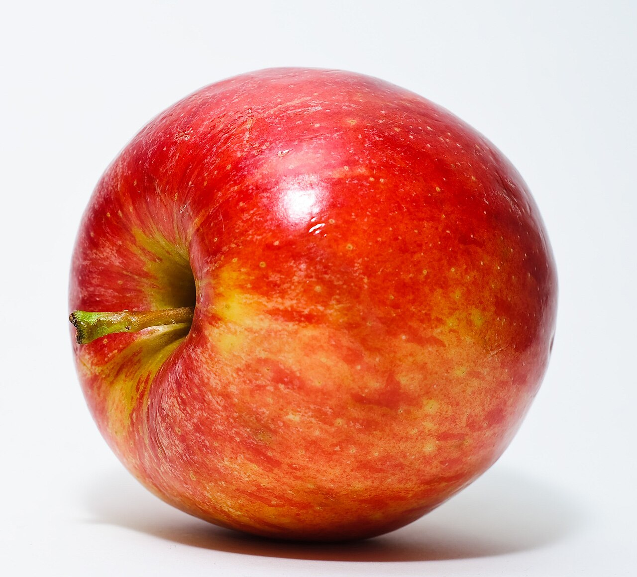 Malus communis