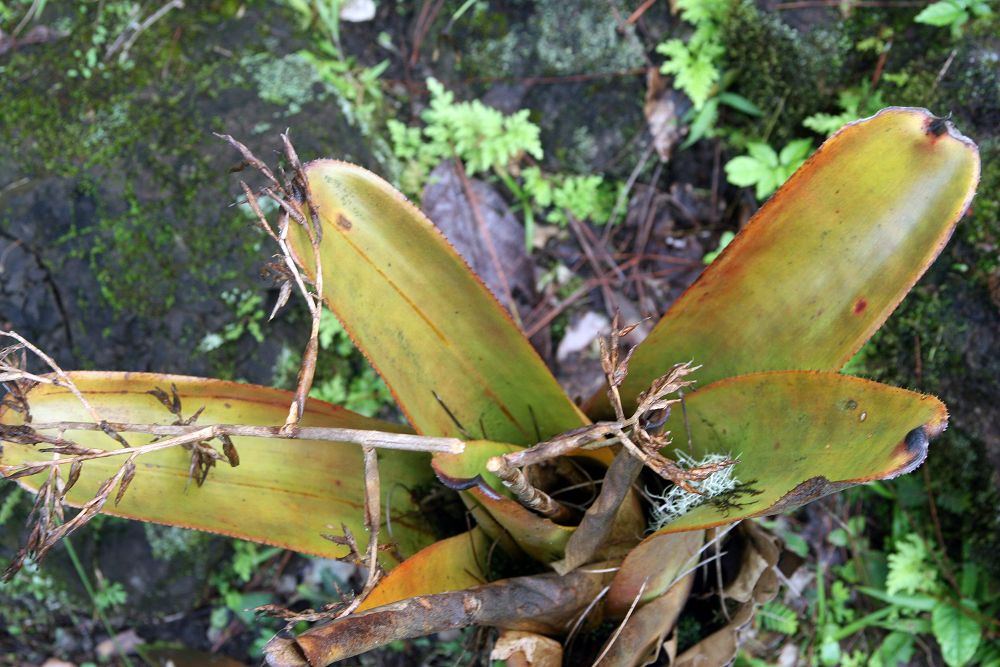 Aechmea mulfordii